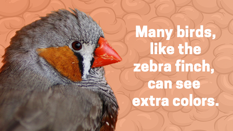 image of a zebra finch, many birds, like the zebra finch, can see extra colors