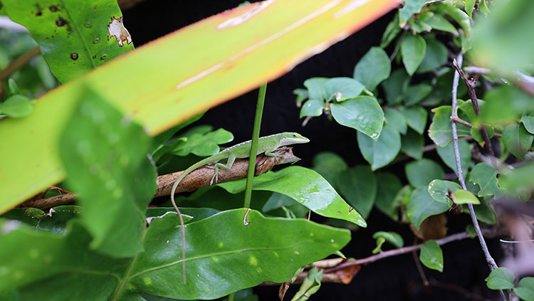Green lizard