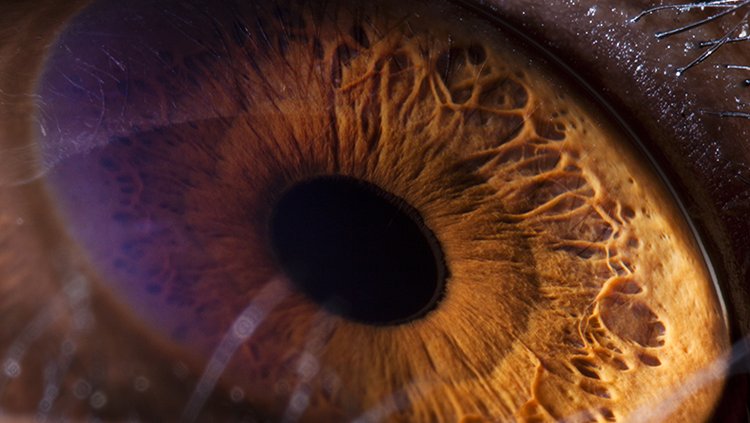 Close-up image of a chimpanzee eye