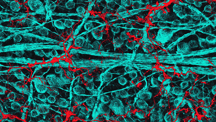 An image of a rat retina, with blue retinal ganglion cells and red immune cells.