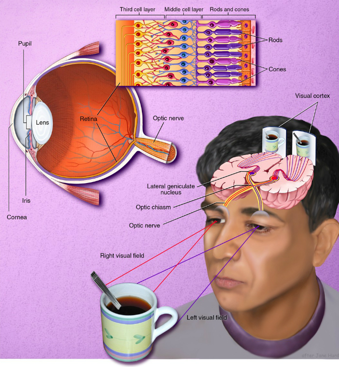Diagram of vision receptors