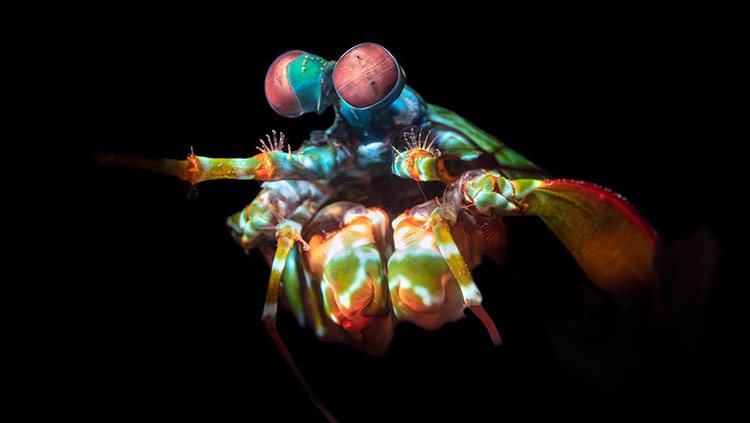 Rainbow mantis shrimp on a black background 