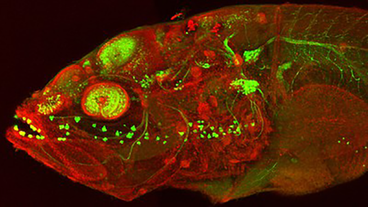 Cavefish embryo