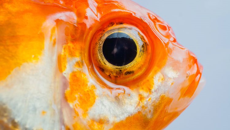 Goldfish eye