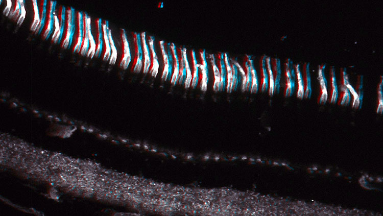 3D image of cones in the retina