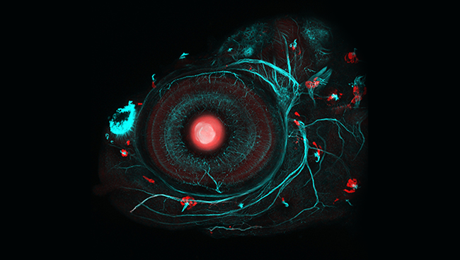 Neuromasts highlighted in red in a picture of a zebrafish eye.